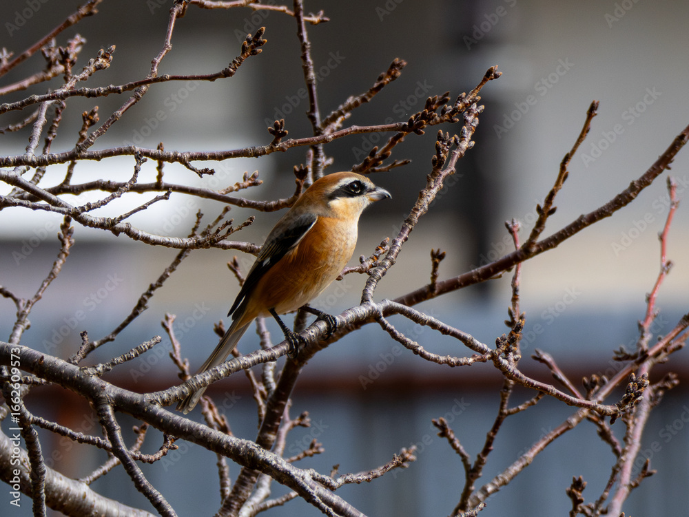 Naklejka premium モズ