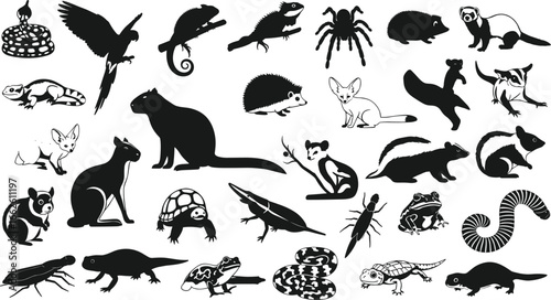 Exotic pet silhouettes, parrot chameleon hedgehog sugar glider ferret rabbit turtle snake lizard frog insect, wildlife art, vector illustration, nature design