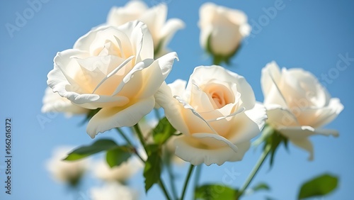 Wallpaper Mural Delicate white roses against a clear blue sky, kissed by soft sunlight with gentle shadows. Torontodigital.ca