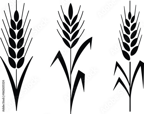 Elegant Wheat Plant Vector Designs for Modern Agriculture, Organic Farming, Crop Growth, Sustainable Agriculture, Agriculture Concept and Icons