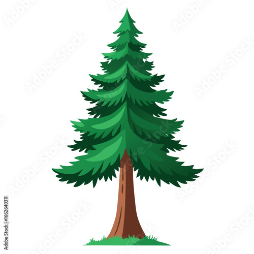 A massive evergreen tree standing tall, isolated on a clean background.