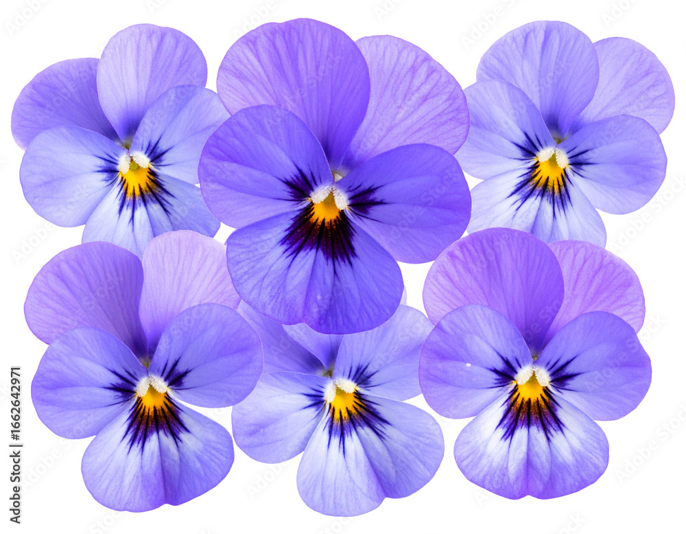  Firefly_A cluster of delicate purple pansy flowers with detailed petals, isolated on transpar