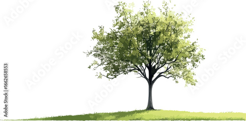 Solitary green leafy tree stands tall on a gentle hill against a pure white background