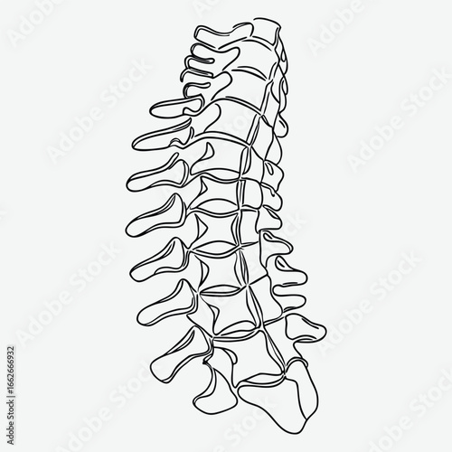 Human spinal vertebrae line art.