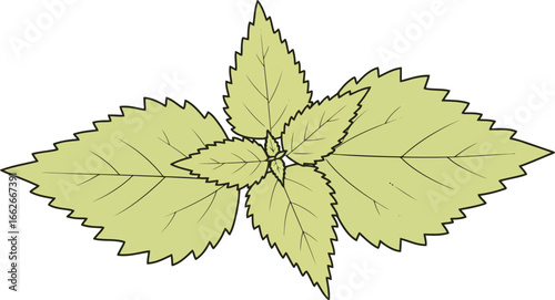 Green mint leaves illustration