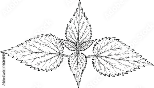 Nettle leaf botanical illustration
