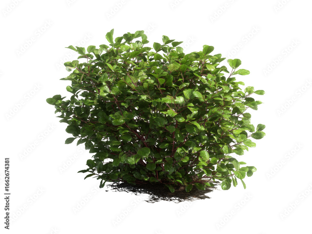 Obraz premium Lush green shrub isolated on black background perfect for landscaping designs, Isolated On White Background, Png Transparent