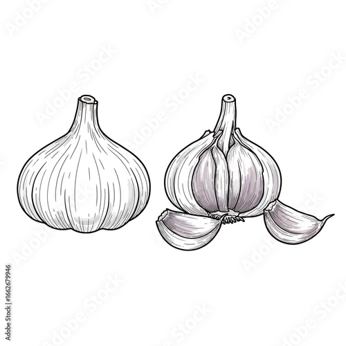 vector black and white silhouette of garlic on a white background