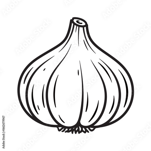 vector black and white silhouette of garlic on a white background