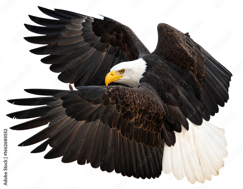 Naklejka premium Firefly_Bald eagle isolated on transparent background