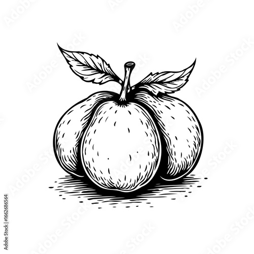Artistic quince depiction showcasing subtle textures evokes nature's beauty using elegant linework