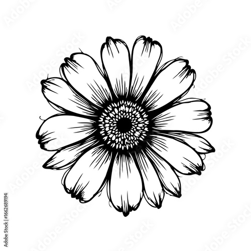 Detailed monochrome line drawing of a blossom flower head offering crisp clarity and elegant