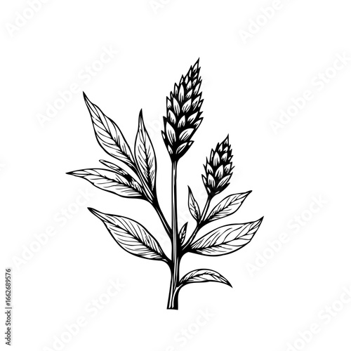 Elegant botanical illustration featuring delicate foliage and blossoming flower spikes in a