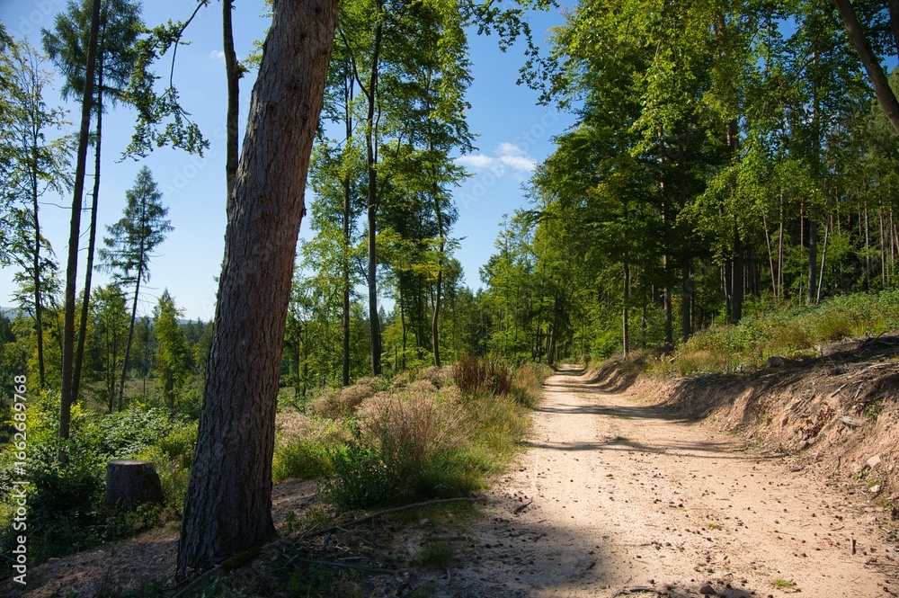 Fototapeta premium Sommer im Thüringer Wald