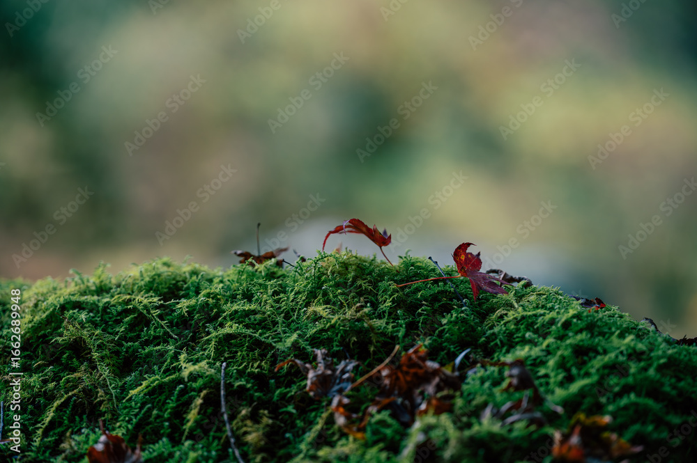 Obraz premium 苔の上に落ちた紅葉の葉と秋の彩り