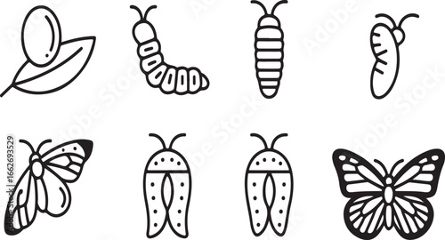 Life Cycle of a Butterfly and Insect Stages Illustrated