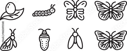 Hand-drawn Insects and Butterfly Life Cycle Stages