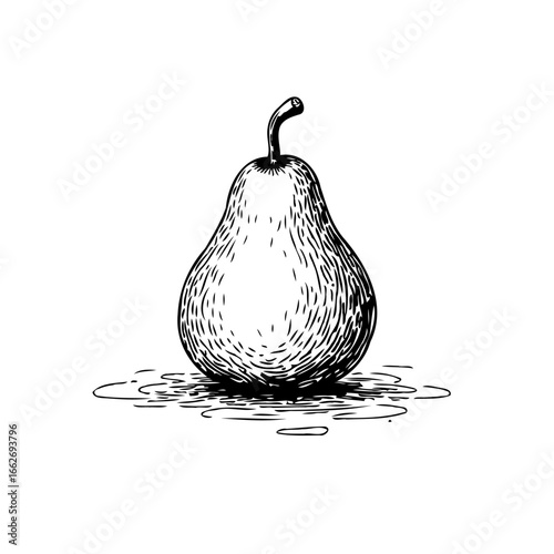 Simple etched pear illustration on white representing organic produce and culinary themes with