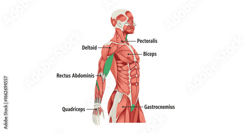 Detailed anatomical diagram showcasing human musculature with key muscle groups labeled for educational purposes