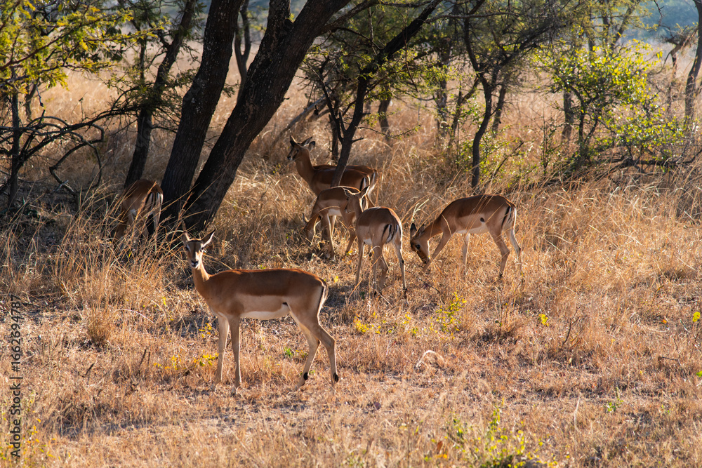 Fototapeta premium impala at Chaminuka Park in Zambia, Africa