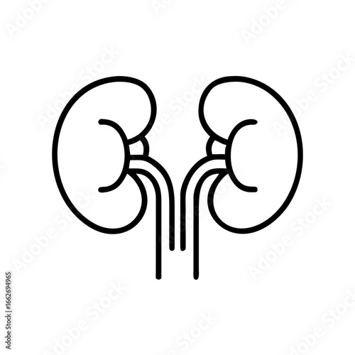 Kidney anatomy illustration in minimal line art style  