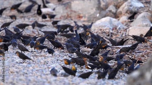 Flock of Yellow-headed blackbirds looking for bugs in the gravel.