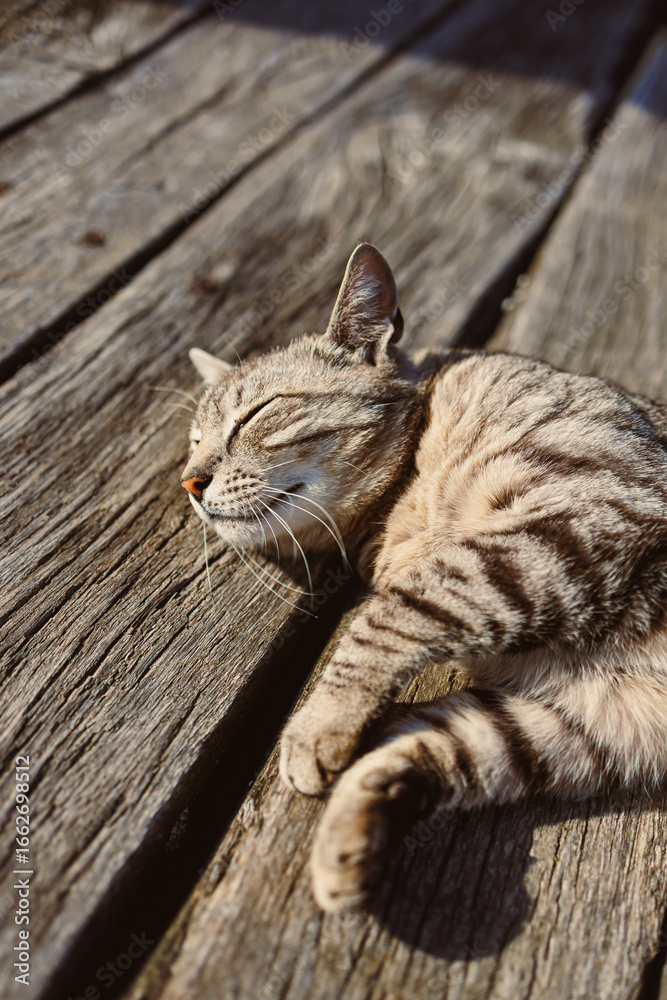 Obraz premium A Relaxed Tabby Cat Enjoying the Sunshine While Sunbathing on a Wooden Deck, Capturing the True Essence of Feline Serenity in a Picturesque Natural Setting That Inspires Calm and Peace