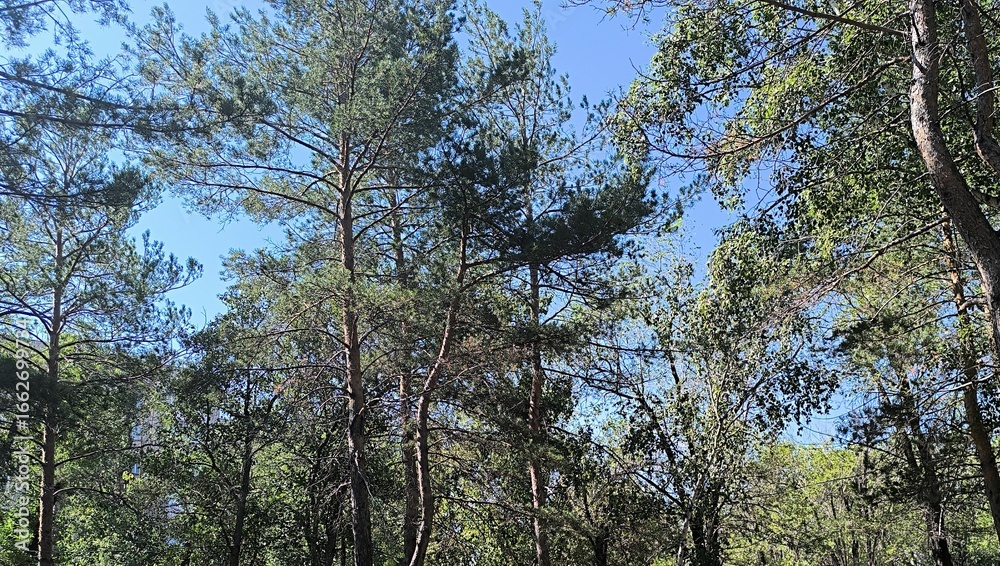 Obraz premium Sunlit Canopy Towering Trees Reach for a Bright Blue Sky in a Serene Forest Scene.