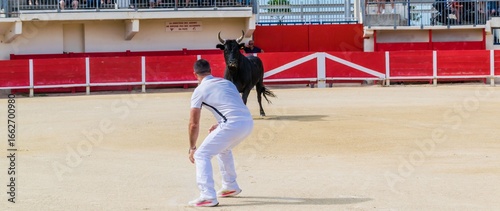 Course Camarguaise, tradition taurine en Camargue dans  le sud de la France.