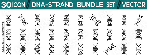 DNA-strand bundle vector icon