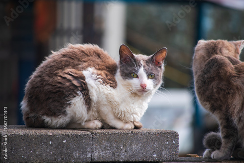 cat on the fence