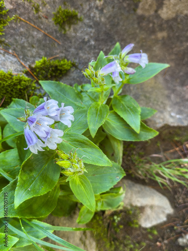 Iwabukuro (Pennellianthus frutescens), a Rare Alpine Flower Native to Japan, in the Daisetsuzan Tokachi Range, Hokkaido