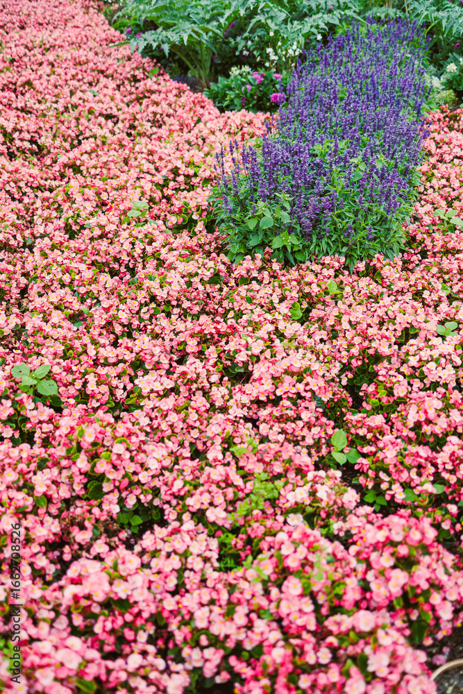 Obraz premium A beautifully vibrant blooming garden bed is filled with an astonishing assortment of lovely pink and purple flowers, which together create an impressive visual delight for all who behold it