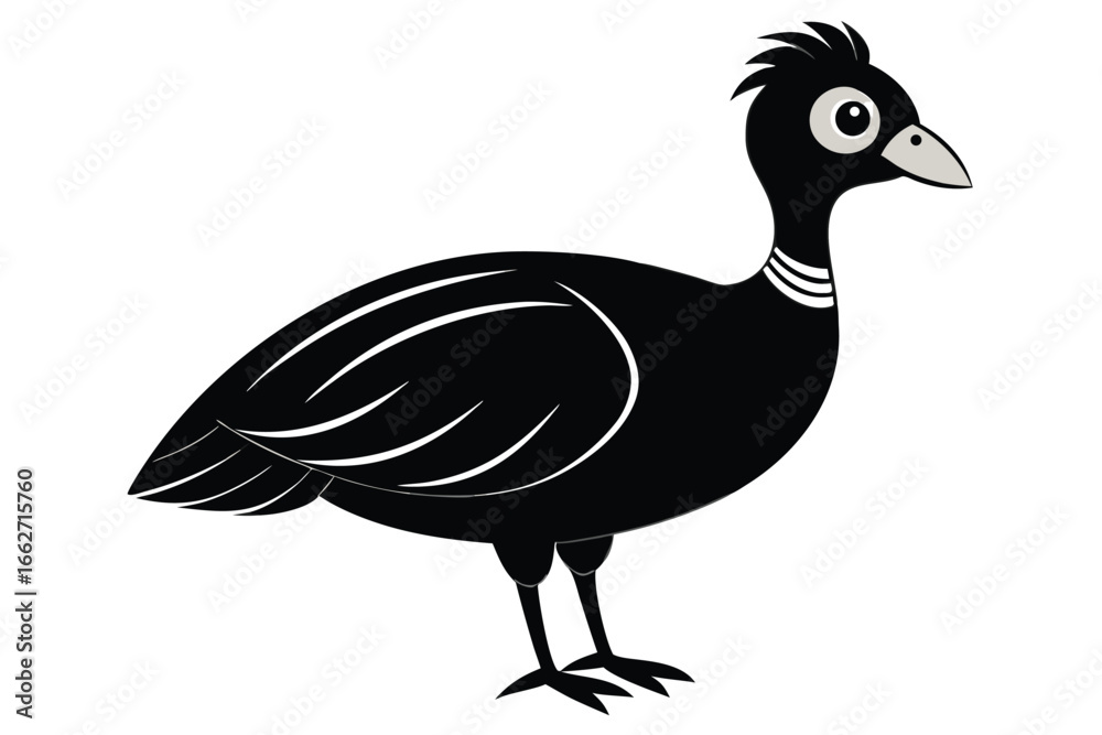 Fototapeta premium Black guinea fowl stands gracefully with white markings against a clean white background