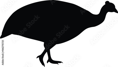 A full black silhouette of a guinea fowl is displayed walking rightward