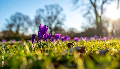 Crocuses Blooming in Sunny Meadow