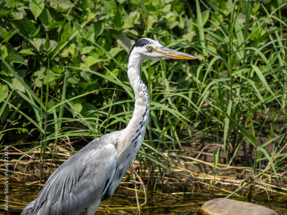 Naklejka premium 水辺のアオサギ