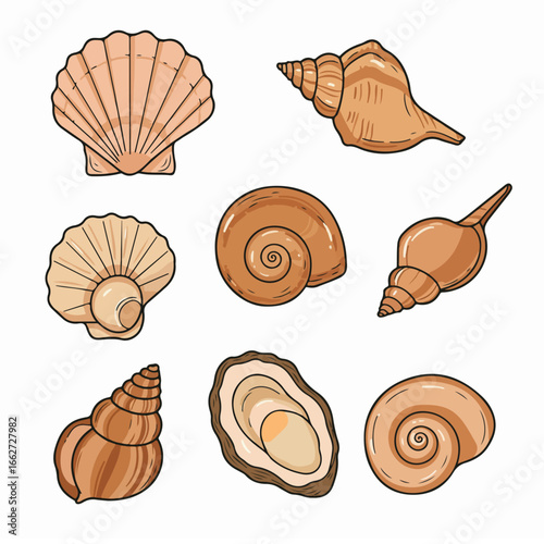 Illustrated Variety of Seashells and Oyster. Hand-drawn marine mollusk shells including scallop, conch, and bivalve designs on white.