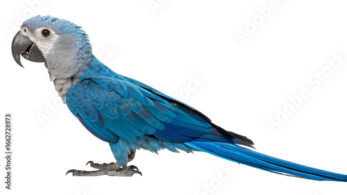 Extinct animal Spix's Macaw isolated on transparent background