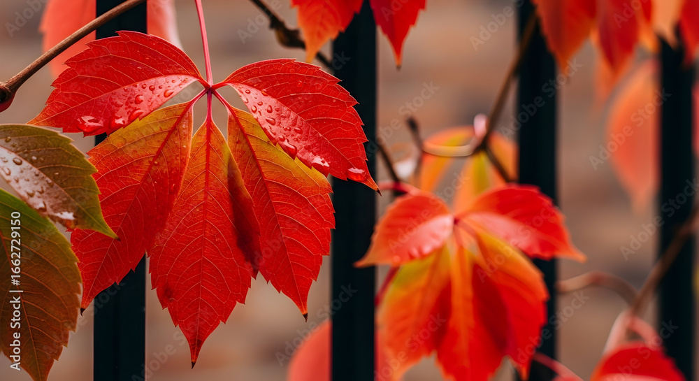 Obraz premium Close-up of vibrant red and orange autumn leaves showing off detailed textures and colors.