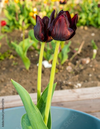 Dark Tulips in a Pot/Garden