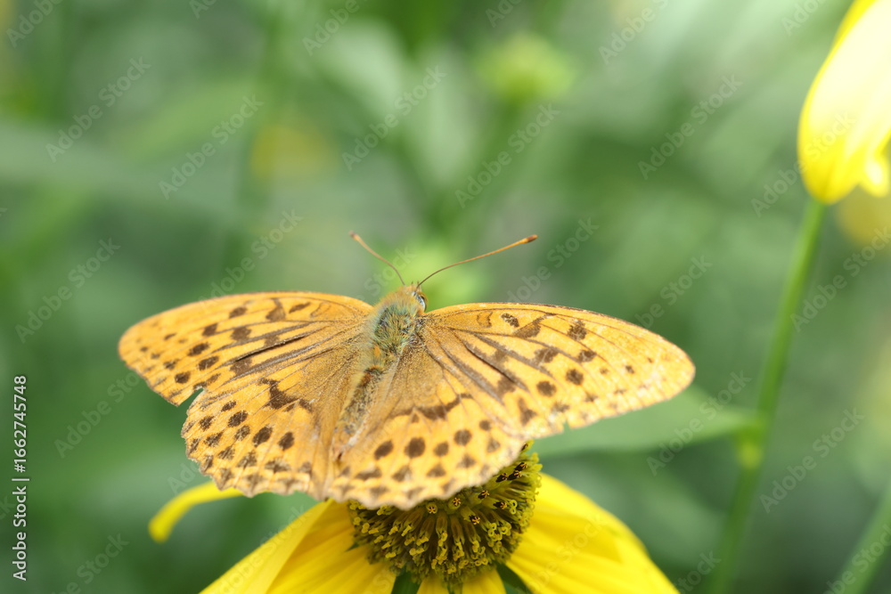 Obraz premium Fabriciana adippe, the high brown fritillary, is a large and brightly colored butterfly of the family Nymphalidae, native to Europe and across the Palearctic to Japan.