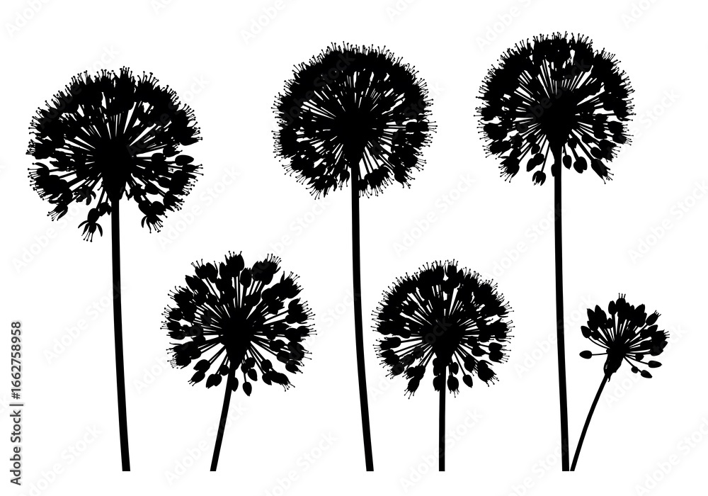 Obraz premium Allium Flower Silhouettes Black Botanical Design