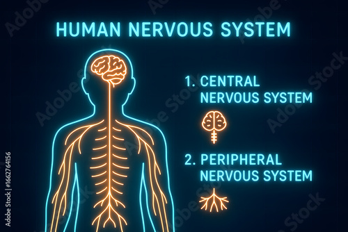 Neon Human Nervous System Anatomy Diagram for Medical Education