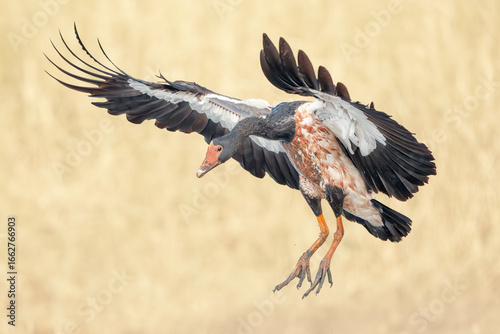 A wild magpie goose (Anseranas semipalmata) in flight with blurred grassland background