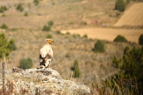 alimoche en tierras sorianas