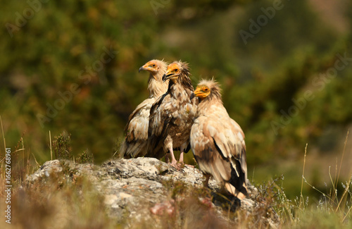 alimoche en tierras sorianas
