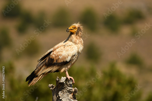 alimoche en tierras sorianas
