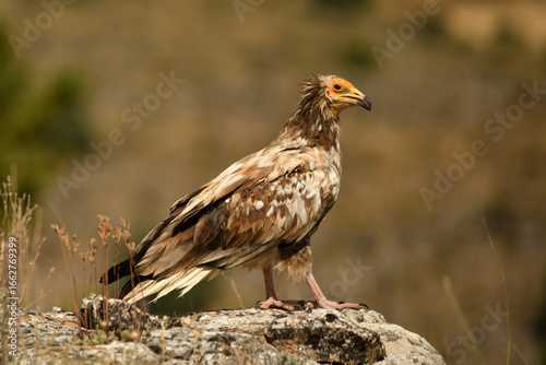 alimoche en tierras sorianas