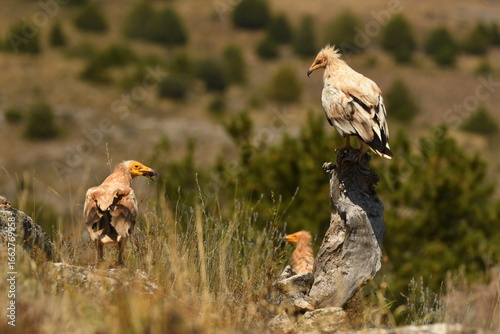 alimoche en tierras sorianas